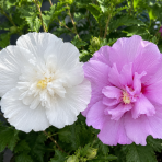 Ibištek sýrsky DUO 2in1 (Hibiscus syriacus) ‘WHITE & LAVENDER’ – výška 50-70 cm, kont. C5L